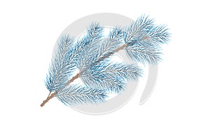 Blue pine branch. Fir tree branch. Vector