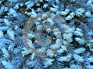 Blue pine tree branches and needles