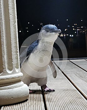 Blue pinguin looking curious around stone column of a building