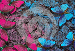 Blue and pink abstract background. bright morpho butterflies on blue and pink pastel background