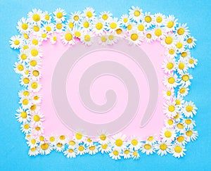 Blue and pink background with white daisies