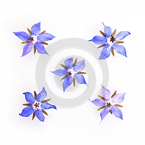 Blue and pink borage flowers