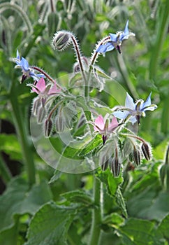 Blue and pink borage flowers