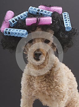 Blue and Pink Curlers on Poodle