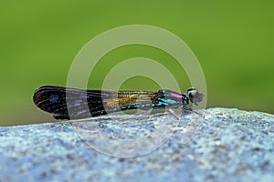 Blue Pink Damselfy/Dragon Fly/Zygoptera sitting on the river rock/stone