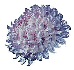 Blue-pink flower chrysanthemum isolated on white background. For design. Clearer focus. Closeup.