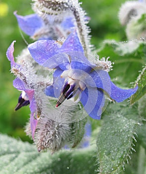 Blue and pink flowers of Borage borago officinalis with dew drops