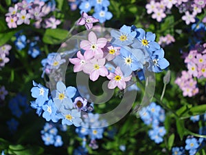 Blue and pink forget-me-not flowers