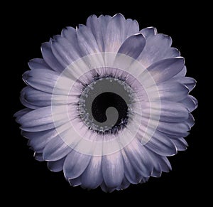 Blue-pink gerbera flower black isolated background with clipping path. Closeup. no shadows. For design