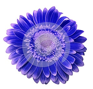 Blue-pink gerbera flower on a white isolated background with clipping path. Closeup. For design.