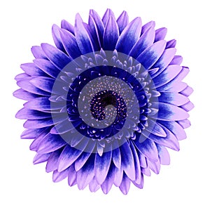 Blue-pink gerbera flower on a white isolated background with clipping path. Closeup. For design.