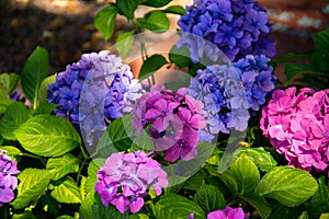 Blue and pink hortensia flowers with green leaves taken in a shadow part of a graveyard in MalmÃÂ¶, Sweden