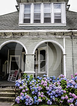 Blue and Pink Hydrangea Blossoms - Queen Hortense