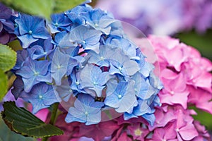 Blue and pink hydrangea flower