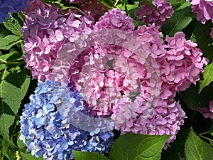 Blue and Pink Hydrangea Flower and Green Leaves in June