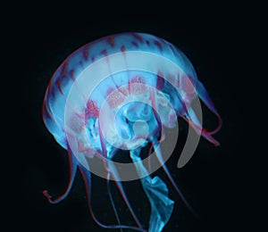 Blue Pink Jellyfish in dark background, beautiful animal.