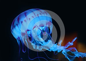 Blue Pink Jellyfish in dark background, beautiful animal.