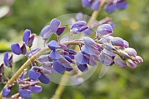 Blue-pink lupine flower tilted to the right with dew drops on a soft blurred green background