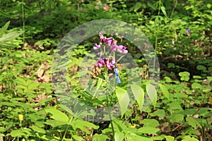 Blue and pink mouse pea flowers bloom in a forest glade on a sunny spring day