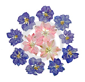 Blue and pink pressed larkspur flowers