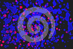 Blue and pink spots on  a black background. Art image. Abstraction. Drops of paint
