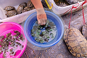 Blue and pink tubs with green and brown baby turtles and two large brown turtles tied to a plastic container