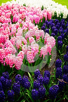 Blue hyacinth flowerbed