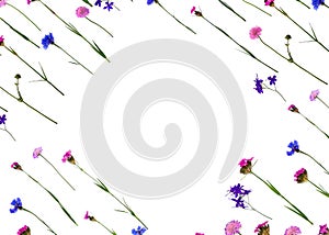 Blue and pink wildflowers, cornflower, consolida, field scabious, wild carthusian pink on a white background with space for text.