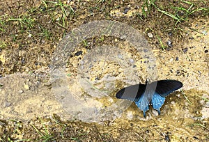 Blue Pipevine Swallowtail butterfly mud puddling