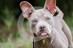 Blue Pit Bull with Perky Ears