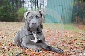 Blue Pitbull bulldog mixed breed dog