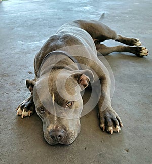 Blue pitbull dogbreed pure breed