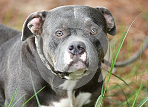 Blue Pitbull Terrier bulldog outdoors on leash