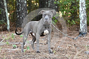 Blue Pitbull Terrier bulldog outdoors on leash