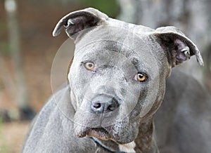 Blue Pitbull Terrier dog outside on leash for pet adoption photo