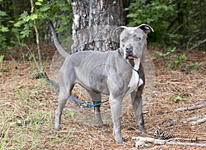 Blue Pitbull Terrier dog named sky outside on leash for waltonpets dog rescue pet adoption photo blog photo