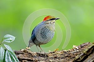 Blue Pitta Hydrornis cyaneus