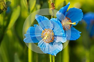 Blue plant Meconopsis Grandis