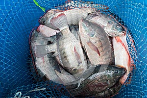 Blue plastic bucket full of raw fresh freshwater fish, Tilapia a
