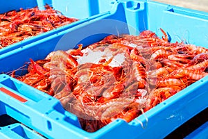 Blue plastic containers, catch of sea Royal shrimp