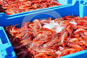 Blue plastic containers, catch of sea Royal shrimp