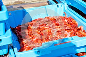 Blue plastic containers, catch of sea Royal shrimp