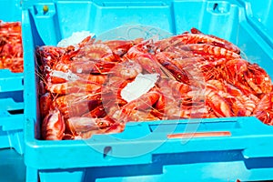 Blue plastic containers, catch of sea Royal shrimp