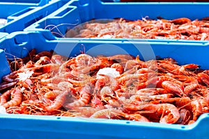 Blue plastic containers, catch of sea Royal shrimp