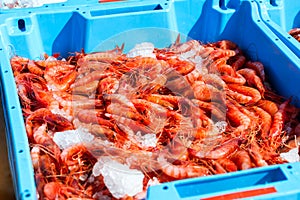 Blue plastic containers, catch of sea Royal shrimp