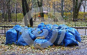 Blue plastic garbage bags with fallen leaves are lying on the lawn