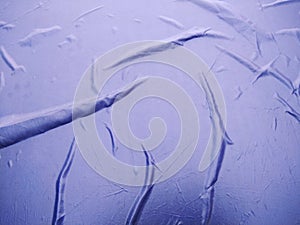 The Blue Plastic sheet on the Car for dust and rain protection. photo