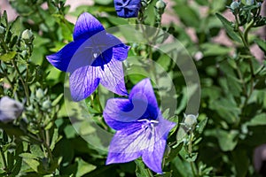 Blue Platycon grandiflorus flowe