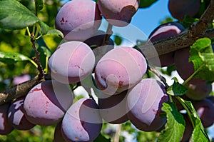 Blue plum on the branch of a plum tree in the garden