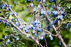 Blue plum fruit on a tree in the nature